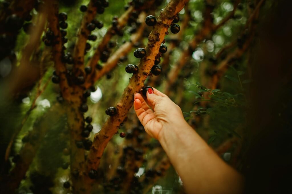 Geléia de Jabuticaba Artesanal: O Guia Definitivo Para Um Sabor Inesquecível — como fazer geléia de jabuticaba artesanal | De